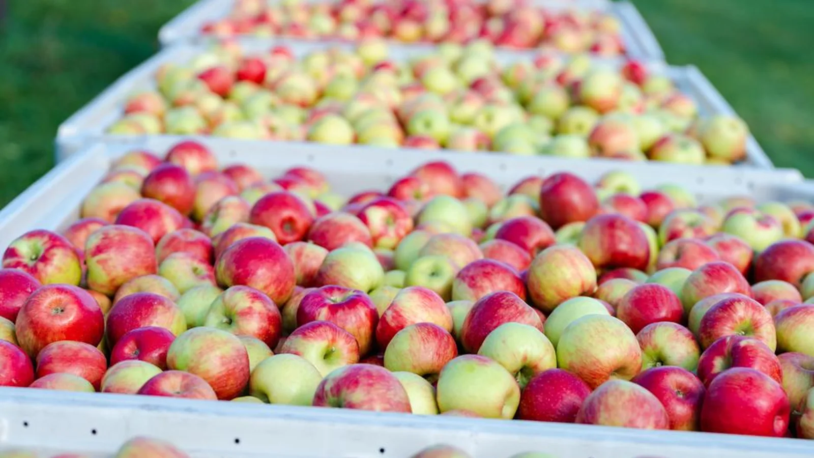 The Ultimate NY & NJ Seasonal Activity Guide: Apple Picking, Snow Tubing, and Family Festivals